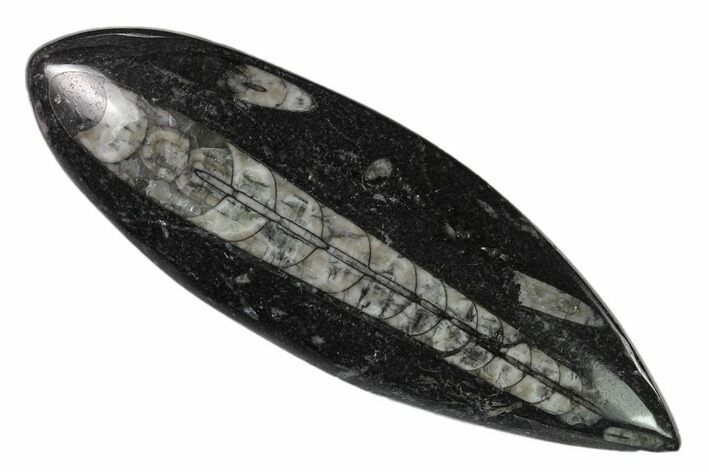 Polished Fossil Orthoceras (Cephalopod) - Morocco #138287